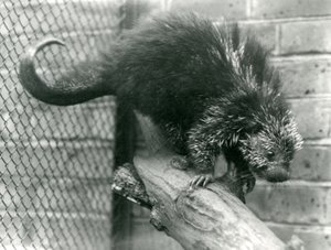 Un porc-épic nord-américain, sur une branche dans son enclos, au zoo de Londres